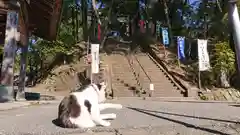 唐澤山神社の動物