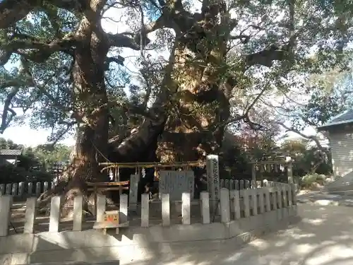 宇美八幡宮の自然