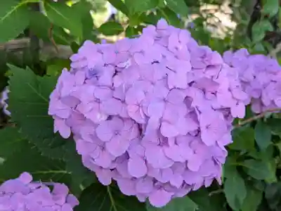 本土寺(千葉県)