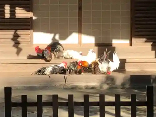 石上神宮の動物