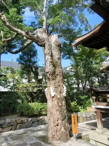 大将軍八神社の自然