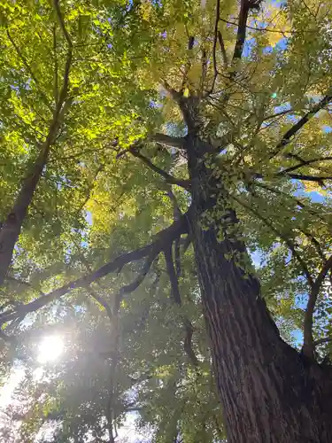 玉前神社(千葉県)
