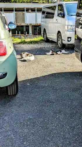 櫻木神社の動物