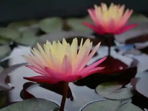 極楽山　浄土寺の自然