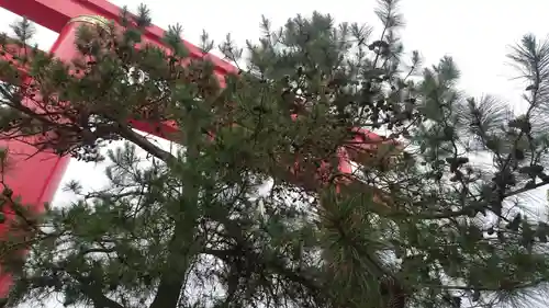自凝島神社の自然