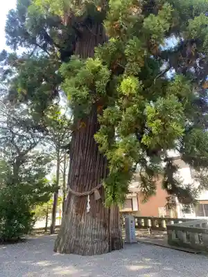 飛驒一宮水無神社(岐阜県)
