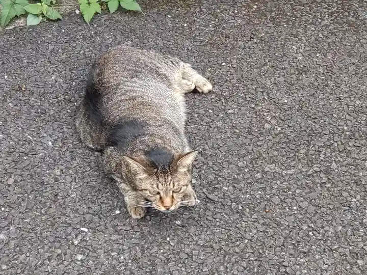白金氷川神社の動物