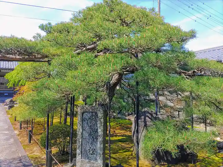 寛立院(曼陀羅寺塔頭)の自然