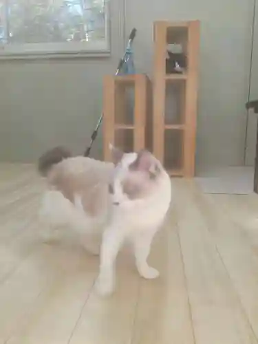 下野大師華蔵寺の動物