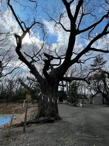 相馬神社の自然