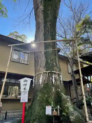 小芝八幡宮の自然