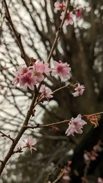 平野神社(京都府)