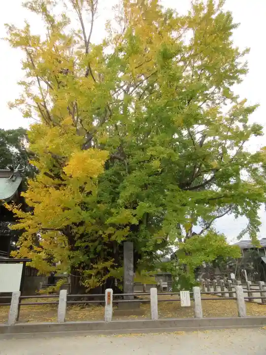 葛飾八幡宮の自然