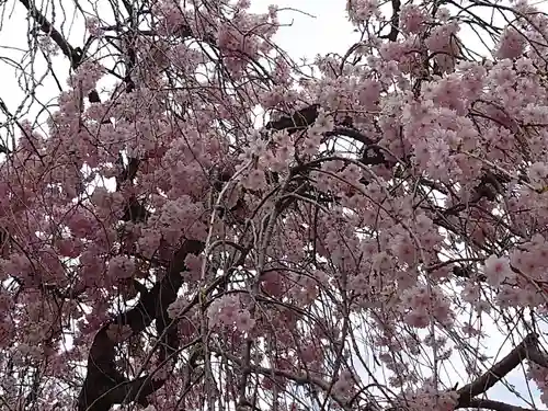 賀茂別雷神社（上賀茂神社）の自然