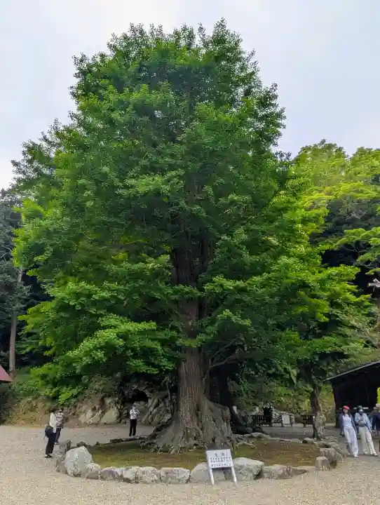 安房神社の{uncategorized: "未分類", other: "その他", undefined: "問題あり", building: "その他建物", grave: "お墓", sacred_gate: "鳥居", guardian: "狛犬", statue: "像", buddha: "仏像", history: "歴史", nature: "自然", garden: "庭園", animal: "動物", pagoda: "塔", temizu: "手水舎", mountain_gate: "山門・神門", sanctuary: "本殿・本堂", subordinate: "末社・摂社", art: "芸術", scenery: "景色", jizo: "地蔵", ema: "絵馬", goshuin: "御朱印", omikuji: "おみくじ", items: "授与品その他", amulet: "お守り", goshuincho: "御朱印帳", eats: "食事", festival: "お祭り", votive_dance: "神楽", shichigosan: "七五三参", wedding: "結婚式", experience: "体験その他", initially: "初詣", around: "周辺", anti_infection: "感染症対策"}