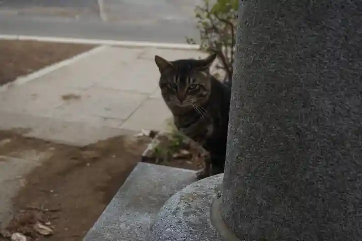 天形星神社の動物