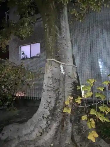 安井金比羅宮の自然