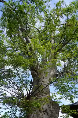 二階堂神社の自然