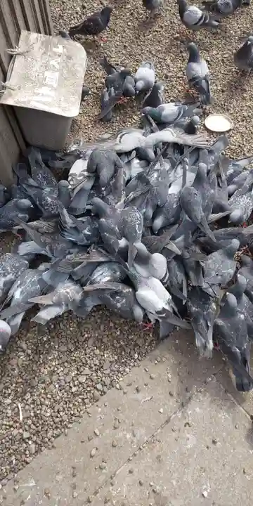 大須観音 (北野山真福寺宝生院)の動物