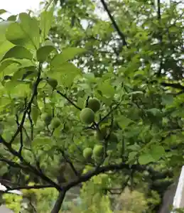 出雲大社倉敷教会(岡山県)(2026年05月20日(水) 09時59分07秒投稿)