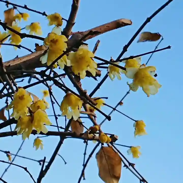 三輪神社の自然