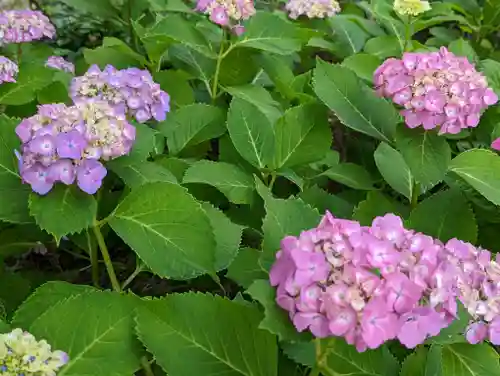 六孫王神社の自然