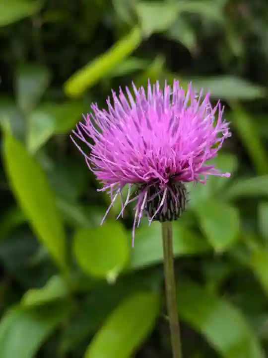 吾嬬者耶神社の自然