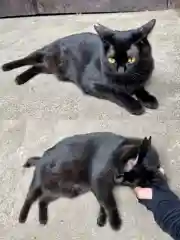 小野照崎神社の動物