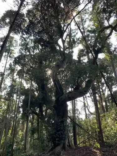 愛宕神社の自然