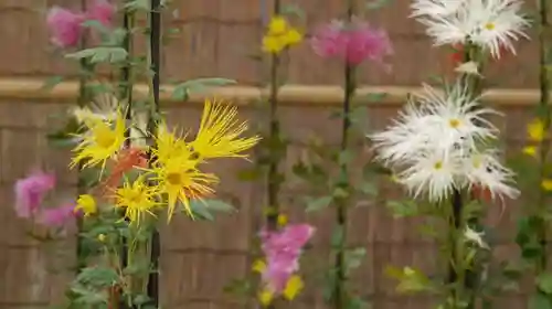 半木神社（賀茂別雷神社境外末社）の自然