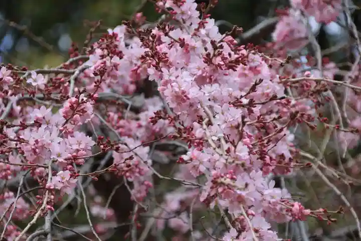 三島八幡神社の自然