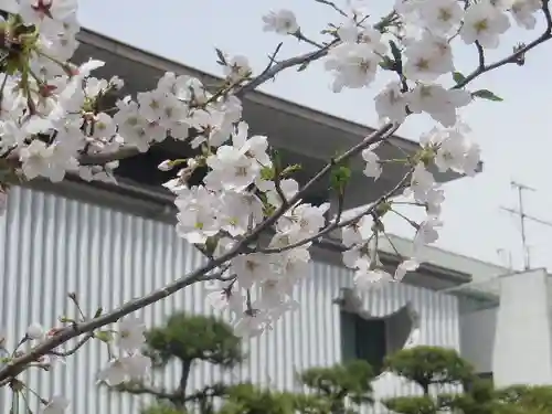 鶴岡八幡宮の自然