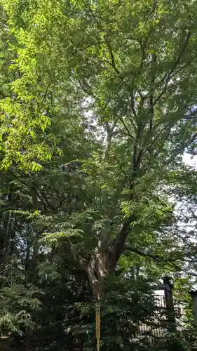 比布神社の自然