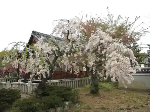 上品蓮台寺の自然