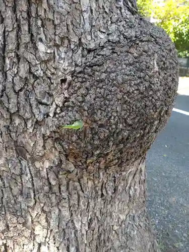 町田天満宮(東京都)