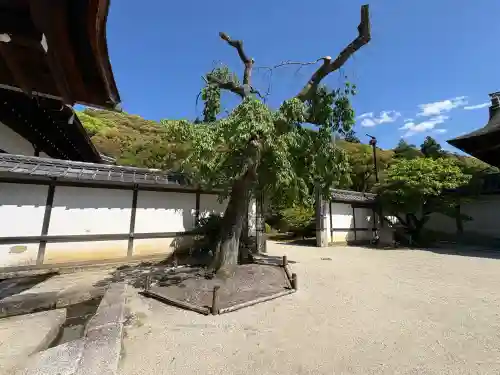 知恩院の{uncategorized: "未分類", other: "その他", undefined: "問題あり", building: "その他建物", grave: "お墓", sacred_gate: "鳥居", guardian: "狛犬", statue: "像", buddha: "仏像", history: "歴史", nature: "自然", garden: "庭園", animal: "動物", pagoda: "塔", temizu: "手水舎", mountain_gate: "山門・神門", sanctuary: "本殿・本堂", subordinate: "末社・摂社", art: "芸術", scenery: "景色", jizo: "地蔵", ema: "絵馬", goshuin: "御朱印", omikuji: "おみくじ", items: "授与品その他", amulet: "お守り", goshuincho: "御朱印帳", eats: "食事", festival: "お祭り", votive_dance: "神楽", shichigosan: "七五三参", wedding: "結婚式", experience: "体験その他", initially: "初詣", around: "周辺", anti_infection: "感染症対策"}