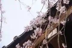 新井薬師（梅照院）の自然