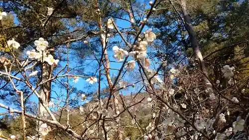日蓮宗 総本山 塔頭 定林坊(じょうりんぼう)の自然