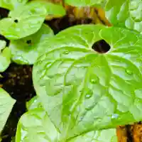 土津神社|こどもと出世の神さまの自然