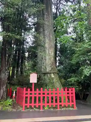 箱根神社(神奈川県)