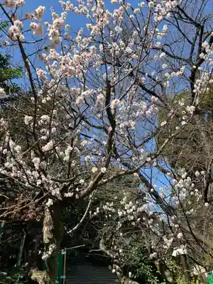 阿佐ヶ谷神明宮(東京都)