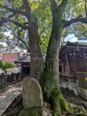 千住氷川神社(東京都)