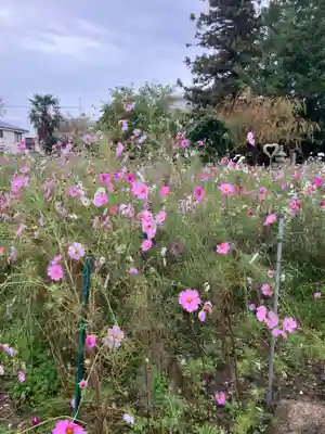 般若寺 ❁﻿コスモス寺❁(奈良県)