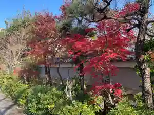 円常院(圓常院) enjoyntemple(京都府)(2023年12月12日(火) 22時38分59秒投稿)