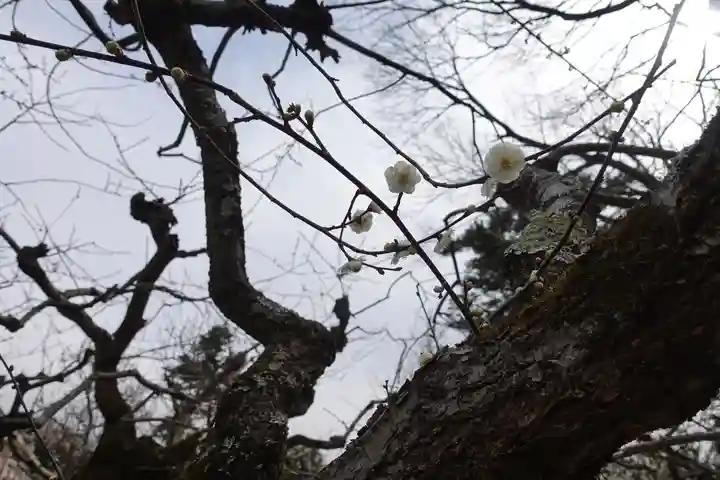 北野天満宮の自然