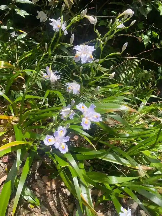 施福寺の{uncategorized: "未分類", other: "その他", undefined: "問題あり", building: "その他建物", grave: "お墓", sacred_gate: "鳥居", guardian: "狛犬", statue: "像", buddha: "仏像", history: "歴史", nature: "自然", garden: "庭園", animal: "動物", pagoda: "塔", temizu: "手水舎", mountain_gate: "山門・神門", sanctuary: "本殿・本堂", subordinate: "末社・摂社", art: "芸術", scenery: "景色", jizo: "地蔵", ema: "絵馬", goshuin: "御朱印", omikuji: "おみくじ", items: "授与品その他", amulet: "お守り", goshuincho: "御朱印帳", eats: "食事", festival: "お祭り", votive_dance: "神楽", shichigosan: "七五三参", wedding: "結婚式", experience: "体験その他", initially: "初詣", around: "周辺", anti_infection: "感染症対策"}