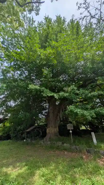 國分寺(国分寺)(京都府)