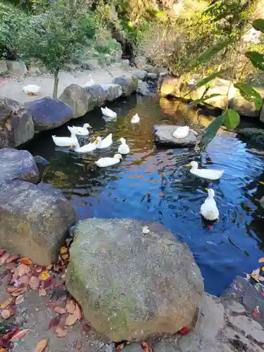 楽法寺（雨引観音）の動物