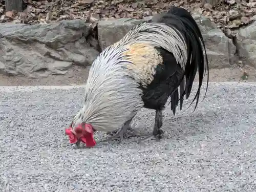 熱田神宮(愛知県)