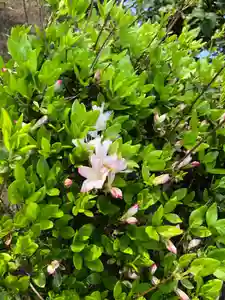 大生郷天満宮の庭園(2020年04月11日(土) 16時09分13秒投稿)